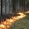 Для борьбы с пожарами в Кежемском районе устроят более 2 тыс. км минерализованных полос 