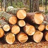 В Студгородке Красноярска началась вырубка леса
