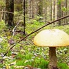Глава Дзержинского района нашел потерявшуюся в лесу девушку
