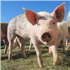 Назаровское сельхозпредприятие закупило 2 тысячи свиней новой породы
