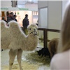 Красноярская выставка «Зоомир. Домашние животные» будет работать все выходные