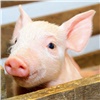 ФК «Енисей» проверяет информацию о «подарке» в виде свиной головы