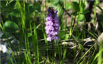 Чистый воздух и орхидея: что дает забота об экологии на Севере