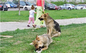 «Собака бывает кусачей»: что делать, если во дворе поселилась стая бездомных псов