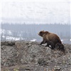 Российские СМИ сообщили о тувинце, который месяц якобы жил в берлоге с медведем