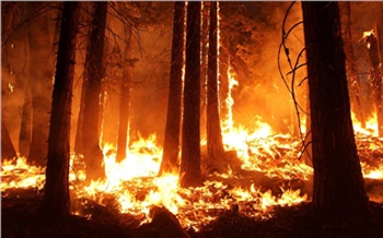 «Пожары есть, опасности нет»: власти ответили на неудобные вопросы о горящих лесах Красноярского края