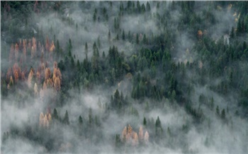 «Сибирские пожары — повод для канализации недовольства»: в Красноярске обсудили проблему горящих лесов