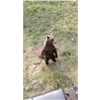 Красноярцы опубликовали видео с 12 медведями, перекрывшими дорогу вездеходу 