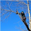 В Ленинском районе Красноярска обрежут 2 тысячи деревьев