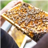 В Красноярском крае планируют обучать пчеловодов