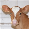 Сельхозкооперативы Красноярского края получили господдержку на покупку и содержание молочных коров