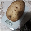 Красноярская семья вырастила огромный картофель. Но до рекорда он не дотянул 