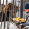 Проснувшихся в красноярском зоопарке медведей накормили специальными бутербродами