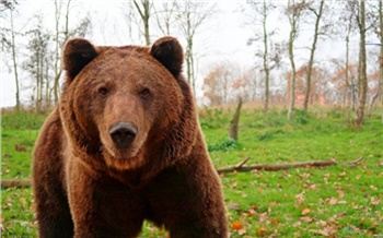 «Голодные медведи, ледяная вода и крутые скалы»: 7 самых опасных мест для прогулок в окрестностях Красноярска