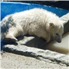 «Рычат как взрослые»: зоологи показали подросших детенышей красноярского медведя Седова 