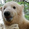 «Так быстро выросли»: детенышам красноярского белого медведя Седова исполнилось 8 месяцев