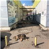 Красноярская мэрия ищет четвертого подрядчика на отлов бездомных собак. Горожан просят не добавлять им работы
