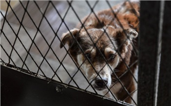 «Невыносимая жестокость»: как животные в Красноярском крае страдают от человека
