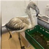 Найденный в Якутии розовый фламинго Гриша переедет в красноярский зоопарк
