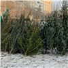 Красноярцы могут сдать новогодние елки в пераработку