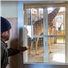 «Процедура привычная»: красноярский «Роев ручей» показал взвешивание жирафов