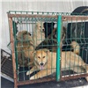 Жительница Железногорска содержала на участке три десятка собак. Сосед подал в суд