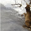 Сотрудники красноярского нацпарка «Столбы» показали спасение попавшего в ледяную «ловушку» марала (видео)