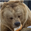 В красноярском зоопарке «разбудили» медведей и накормили их авторскими бутербродами 