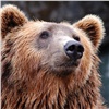 В районе «Роева ручья» в Красноярске заметили медведя