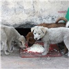 Красноярцев опять просят помочь бездомным псам с едой