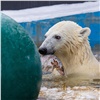 «Это одно из лучших шоу»: зоопарк позвал красноярцев посмотреть на «рыбалку» белых медведей 