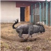 Красноярских зебр и антилоп выпустили из клеток зоопарка на свежий воздух (видео)