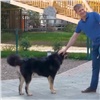 В Красноярске во всех жилых кварталах от «Арбан» появятся площадки для выгула собак (видео)