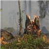 В Красноярском крае потушили все лесные пожары 