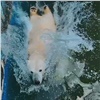 Красноярский «Роев ручей» показал медвежьи прыжки в бассейн (видео)