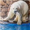 Красноярцам показали первую рыбалку привезенного из Геленджика белого медвежонка 