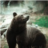 За неделю медведи 8 раз вышли к людям в окрестностях Дивногорска 