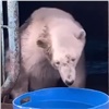«Шансов на выживание немного»: глава Росприроднадзора рассказала о состоянии доставленной в Норильск медведицы (видео)