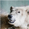 «Динамика положительная»: глава Росприроднадзора рассказала о состоянии спасенного на севере Красноярского края белого медведя (видео)
