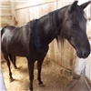В Курагинском районе пастух «незаметно» украл из конюшни 26 коней, чтобы купить новую лошадь