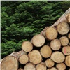 В Канском районе бизнесмен незаконно продал за рубеж древесину на 35 млн рублей