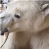 «Есть надежда»: спасенный на Диксоне парализованный белый медведь пошевелил лапой (видео)