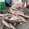 Грузовик со 150 кг ценной рыбы белых пород задержали на севере Красноярского края (видео)