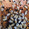 За массовую гибель пчел в Красноярском крае будут судить директора сельхозпредприятия. Ущерб превысил 16,5 млн рублей