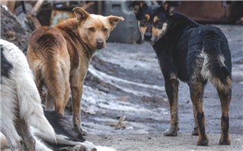 «Собачатся, словно голодная свора у миски»: как делают деньги на борьбе с бездомными животными в Красноярске