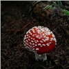 Суд признал запрещенной информацию о продаже грибов, которыми отравился красноярский подросток 