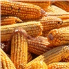 «Ни в коем случае не ешьте её!»: красноярцы отравились кукурузой (видео)