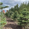 В Красноярске городской питомник деревьев и кустарников увеличили на 1,5 га