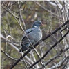 В нацпарке на юге Красноярского края впервые засняли изчезающего лесного голубя