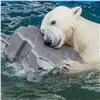 Белые медведи в красноярском зоопарке открыли купальный сезон